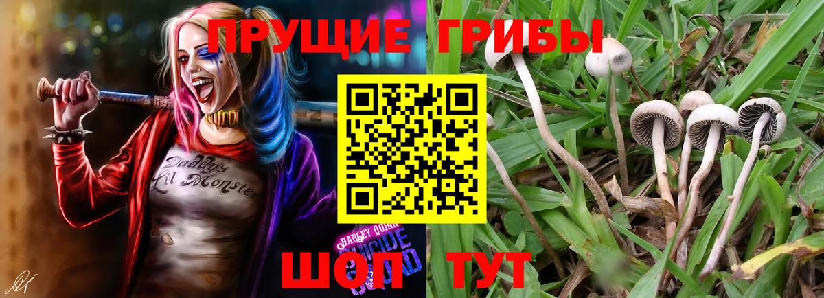 Псилоцибиновые грибы мицелий Биробиджан